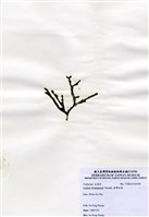 藏品(臺灣松藻)的圖片